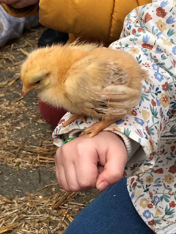 Ferme à l'école