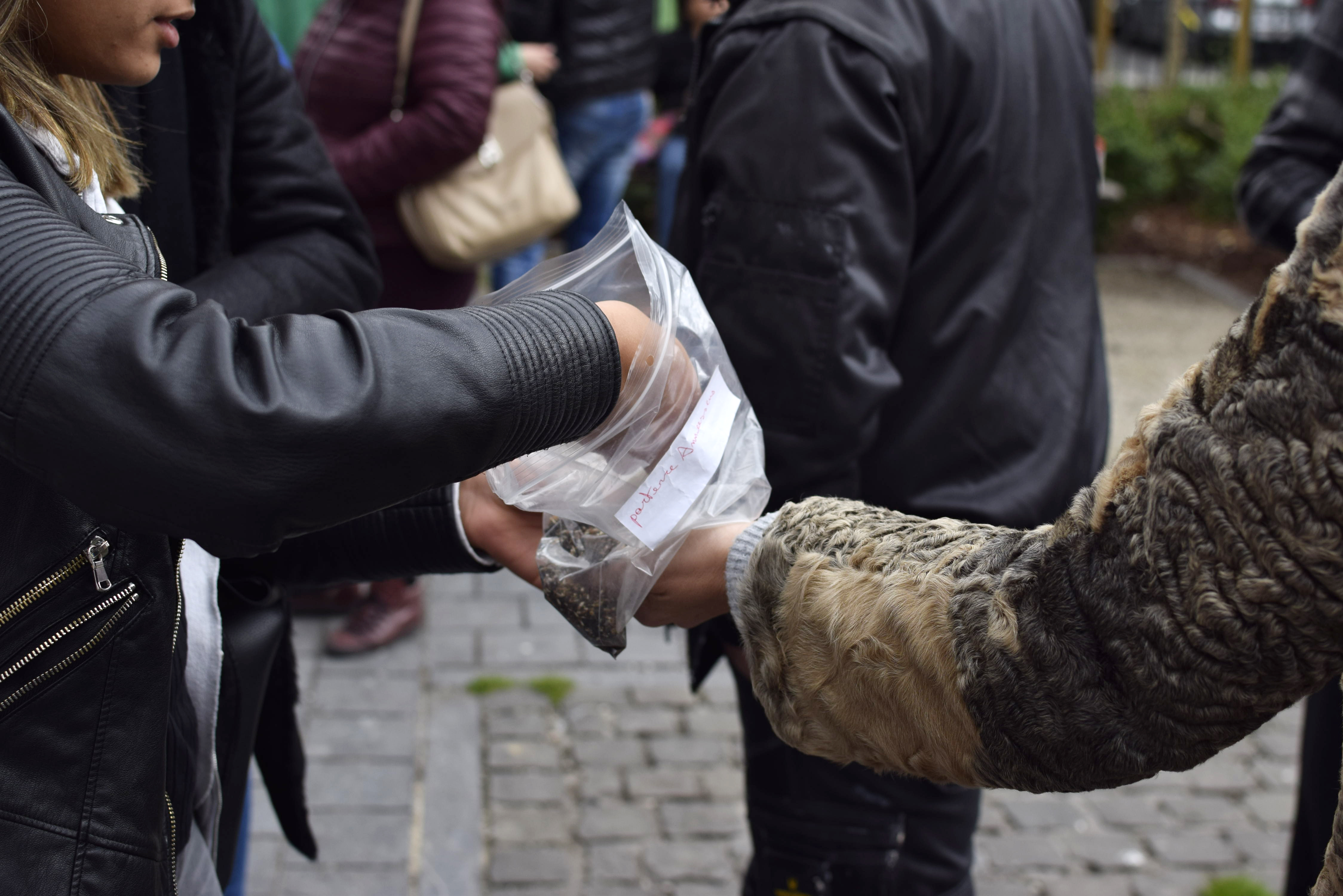 graines dans un sachet