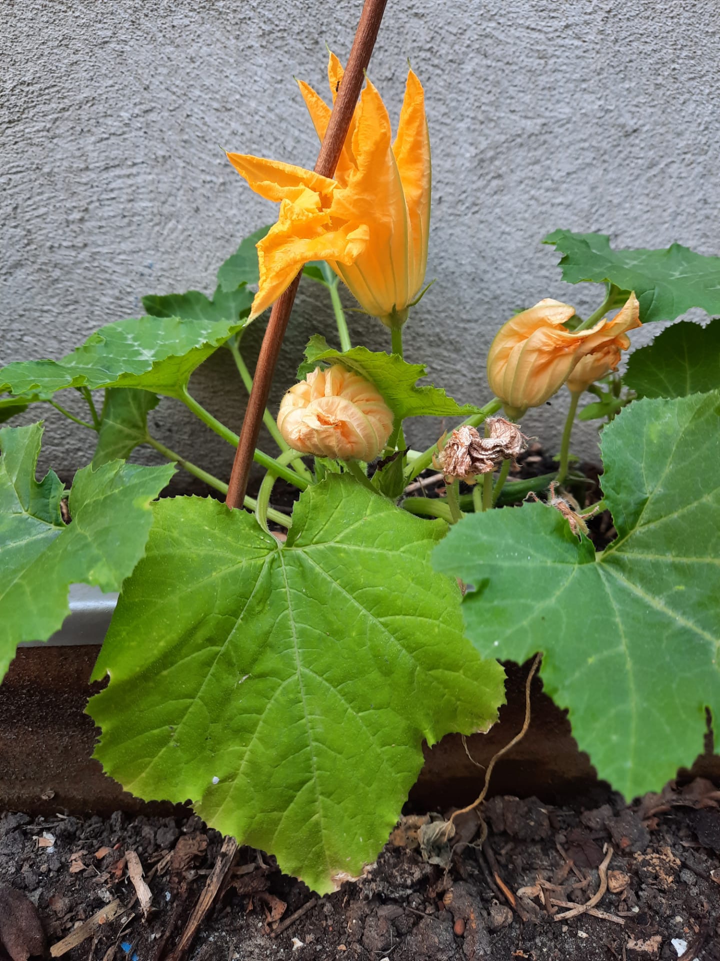 Fleur de courge