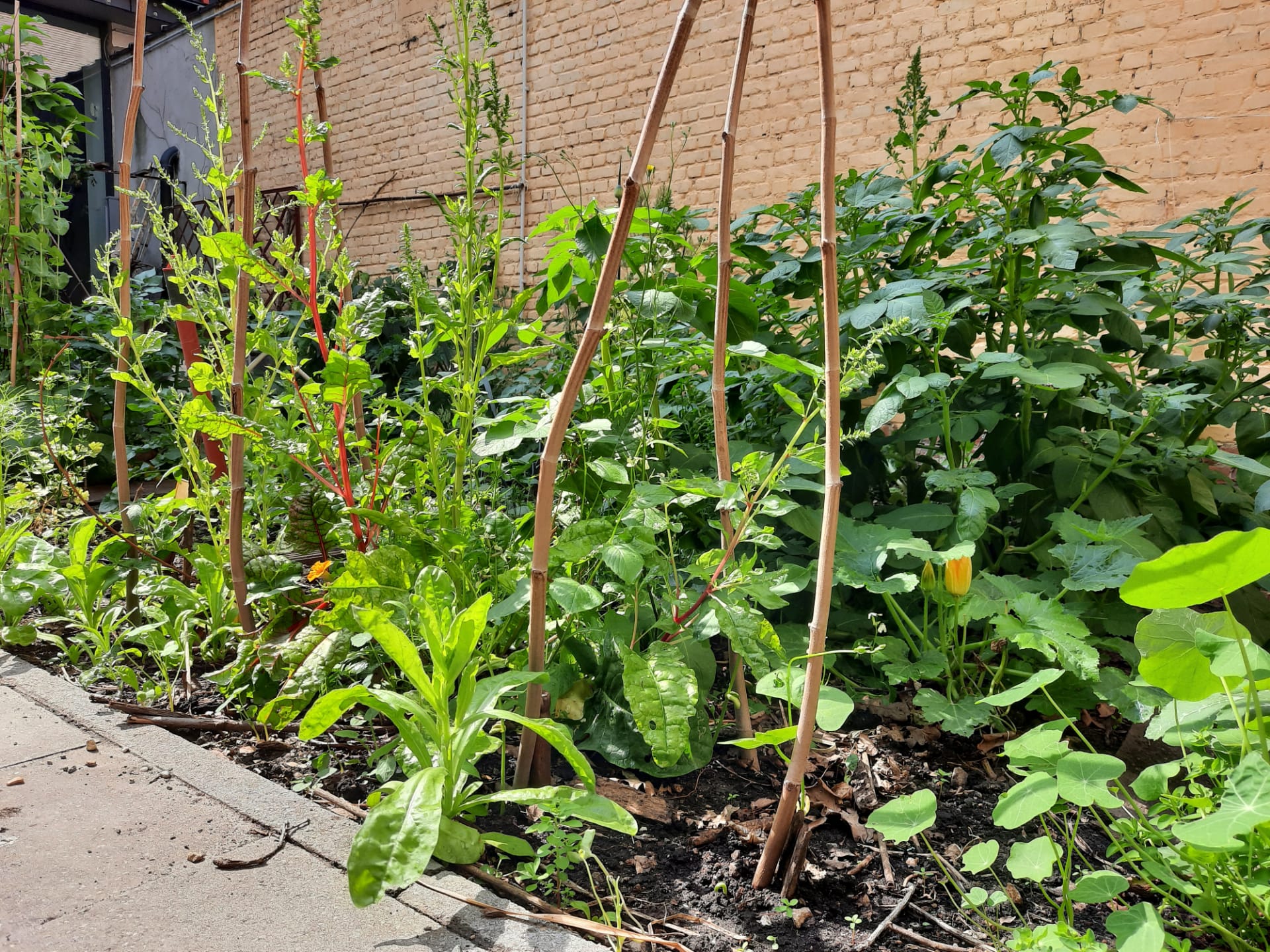 Potager de la bibliothèque Bruegel