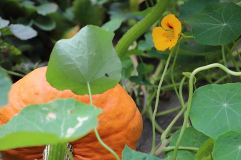 potager