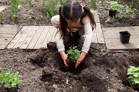 plantation du jardin fleuri à l'école maternelle Henriette Dachsbeck