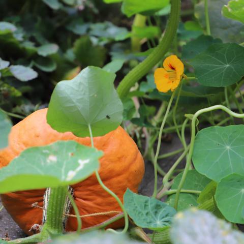 potager