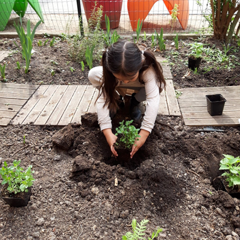 plantation du jardin fleuri à l'école maternelle Henriette Dachsbeck